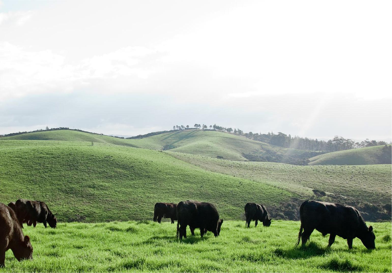 Silver Fern Farms Angus Beef